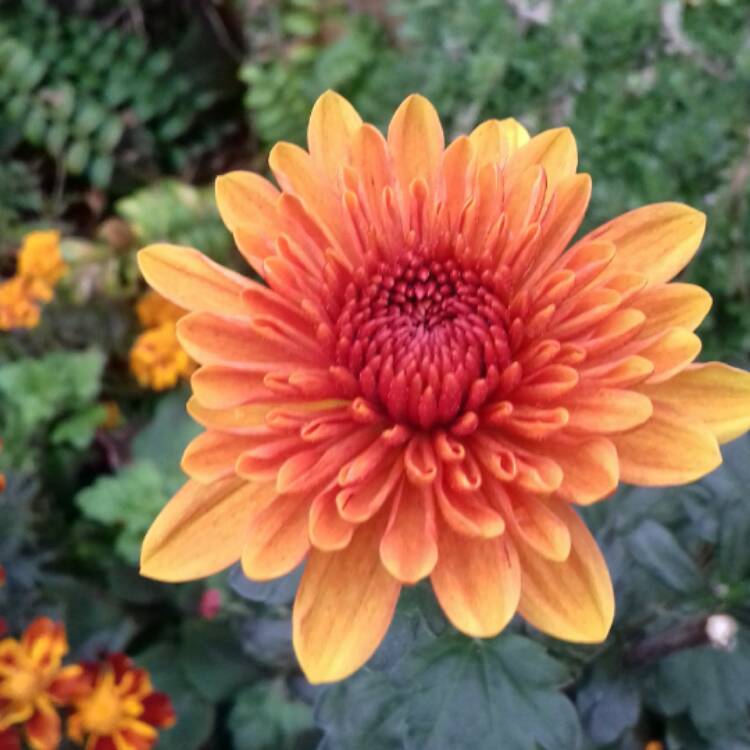 Plant image Chrysanthemum 'Bruno Bronze'