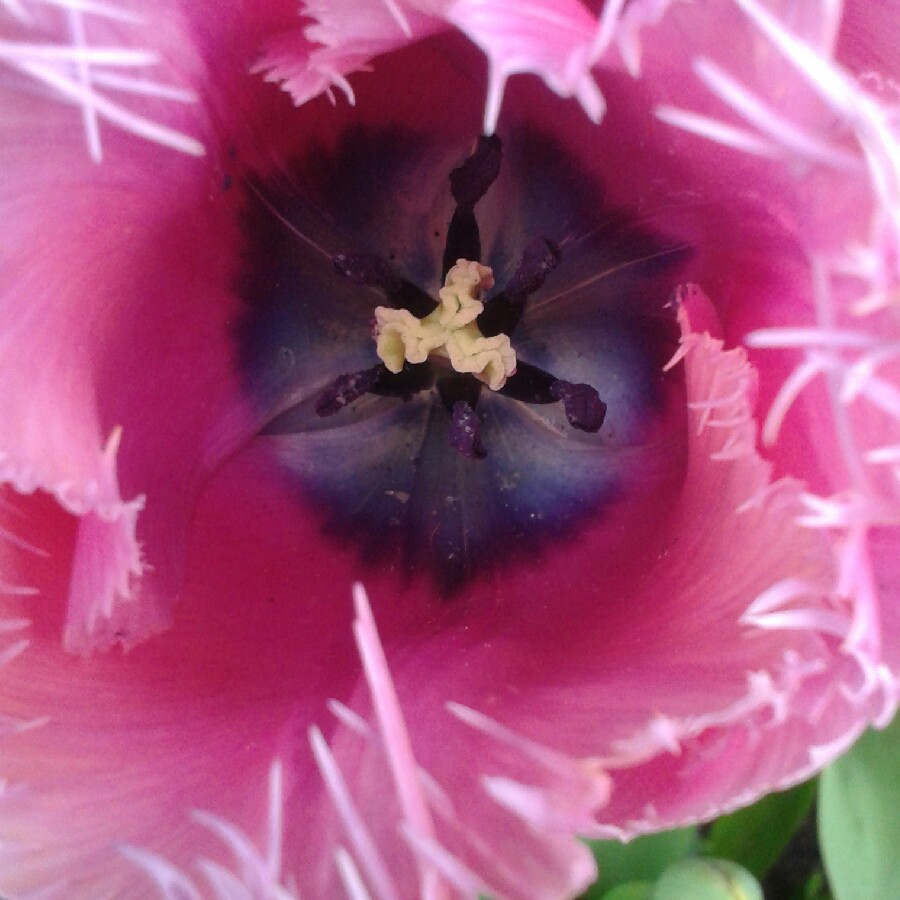 plant image 59154