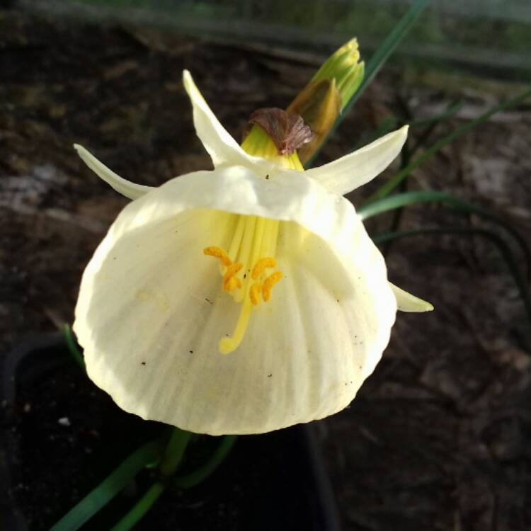 Plant image Narcissus 'Julia Jane'