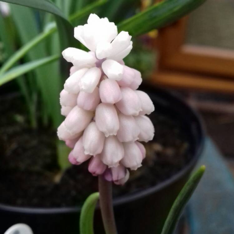 plant image 649195