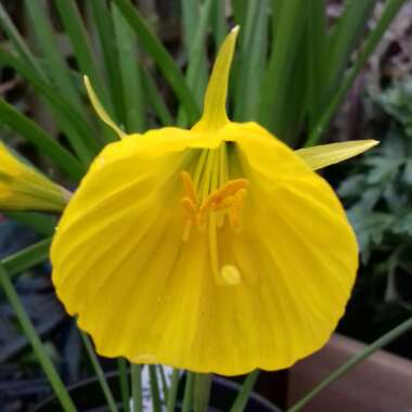 Narcissus 'Oxford Gold'