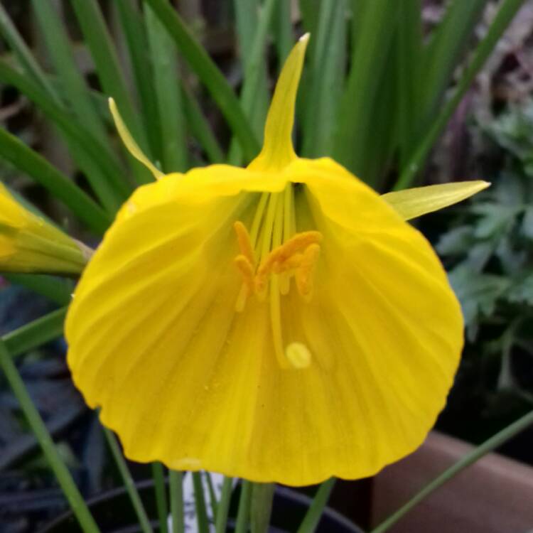 plant image 649745