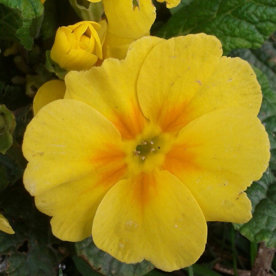 Primula vulgaris