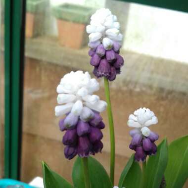 Muscari armeniacum