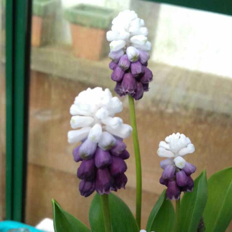 Plant image Muscari armeniacum