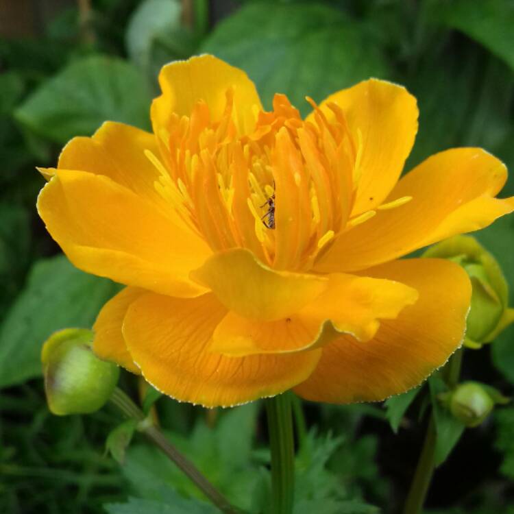Plant image Trollius chinensis 'Golden Queen'