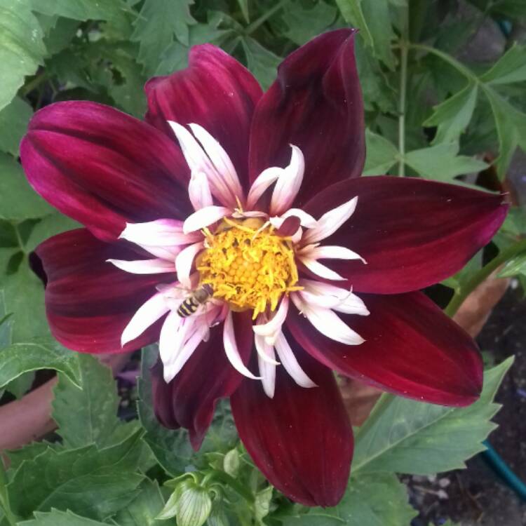 Plant image Dahlia 'Mary Evelyn'