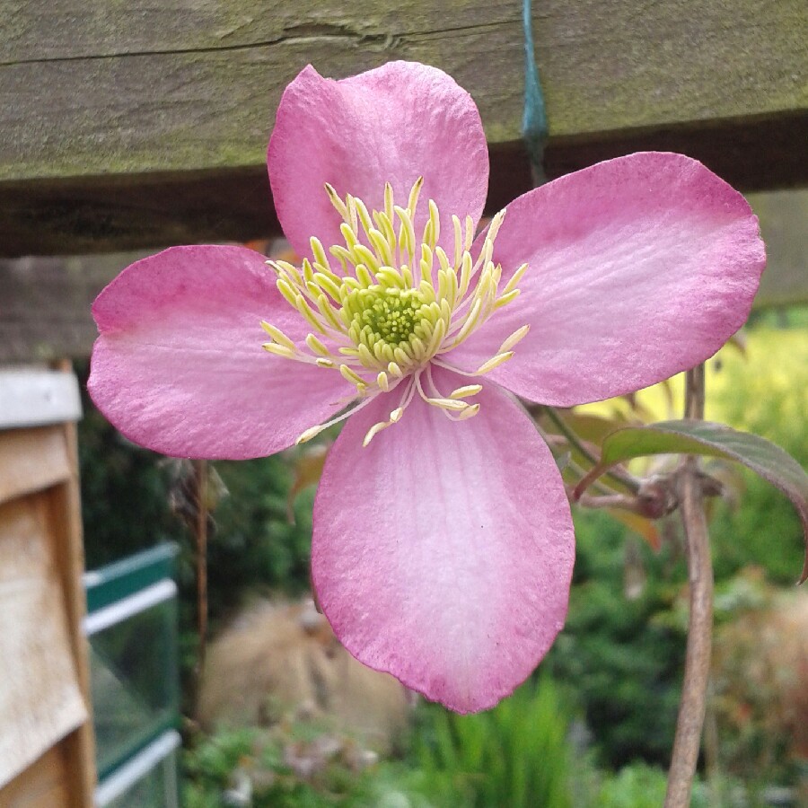 Clematis Montana 'Elizabeth'