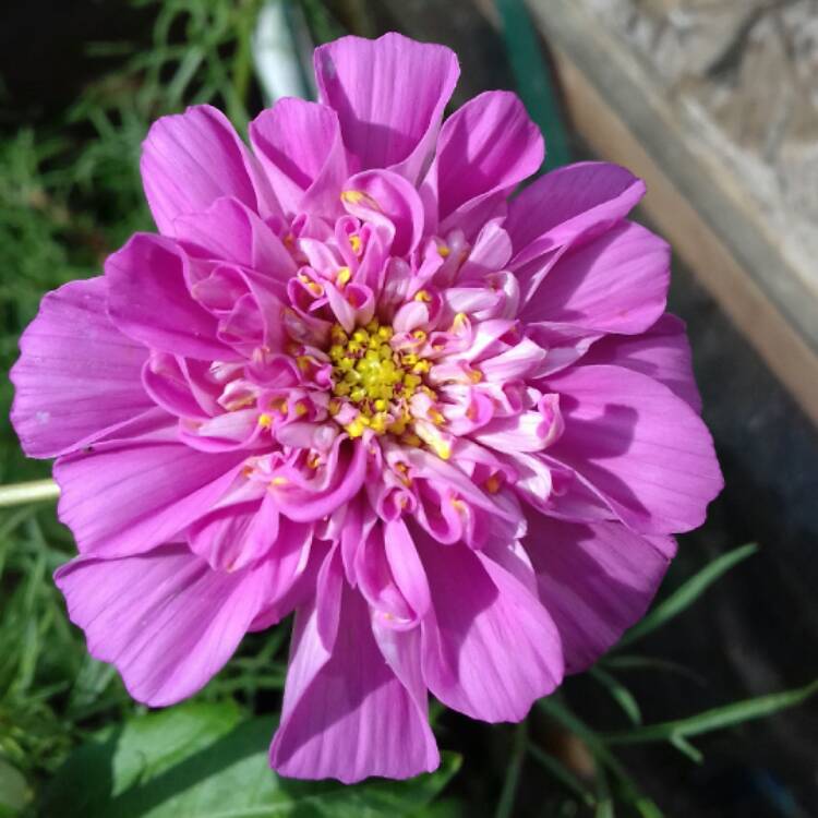 plant image 807494