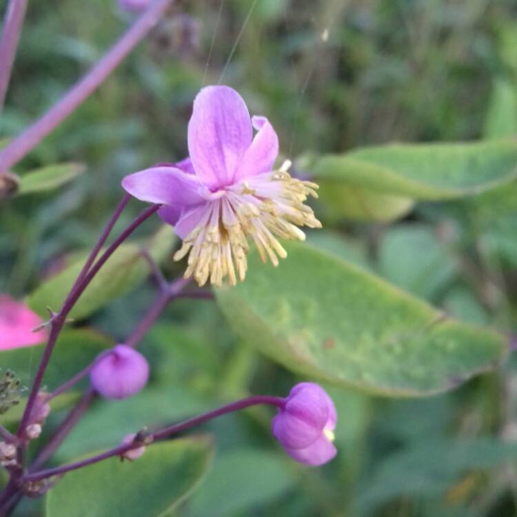 Plant image Thalictrum delavayi