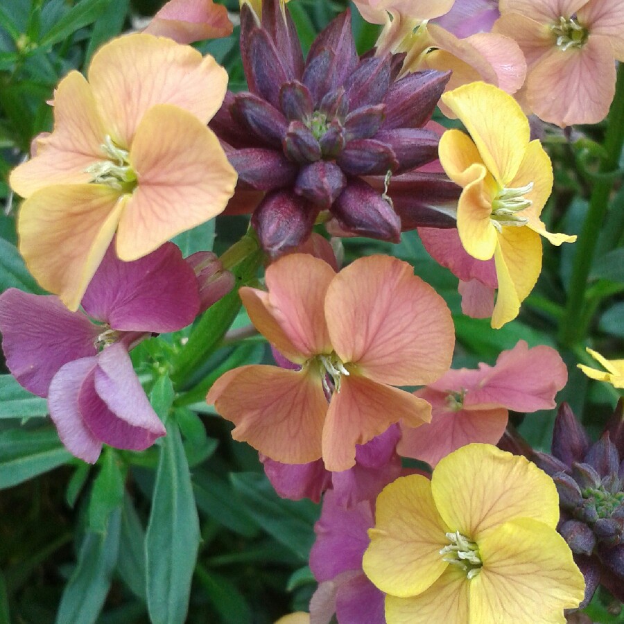 Plant image Erysimum 'Caribbean Island'