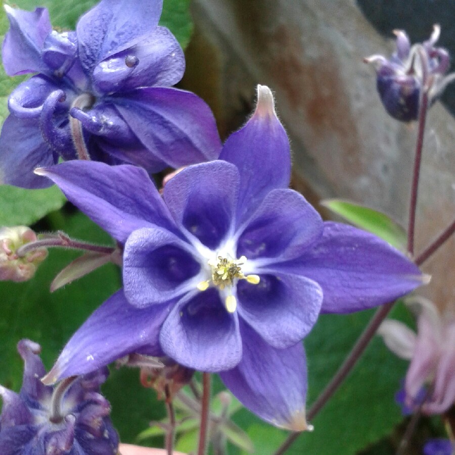 plant image 94628