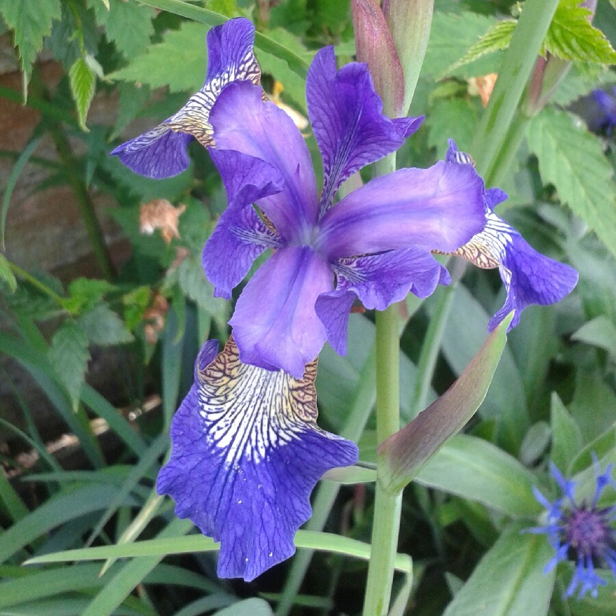 Plant image Iris sibirica 'Blue Reverie'