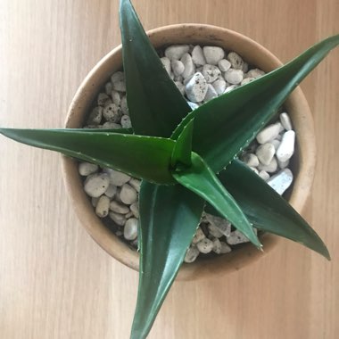 Haworthia pentagona