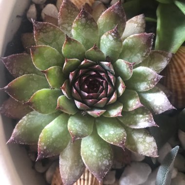 Sempervivum