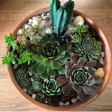 Flora's garden