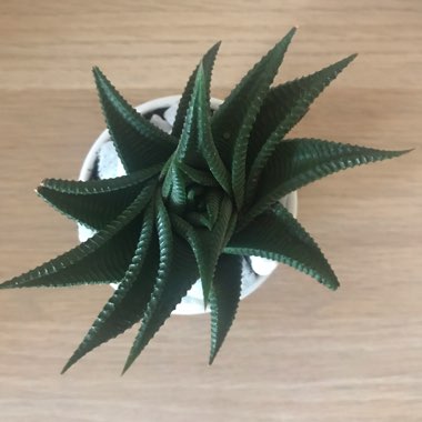 Haworthiopsis limifolia 'Green Knight'