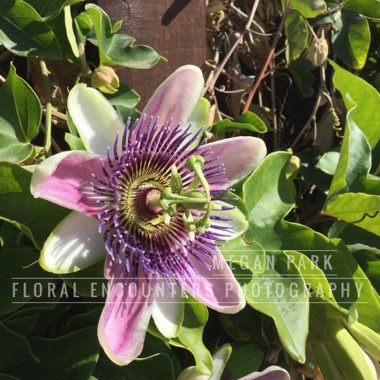 Passion Flower