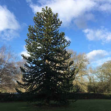 Monkey Puzzle Tree