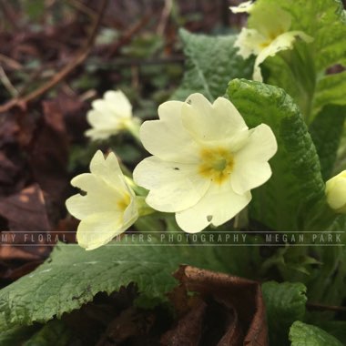 Native Primrose