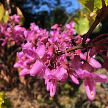 Judas tree