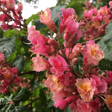Red Flowering Horse Chestnut