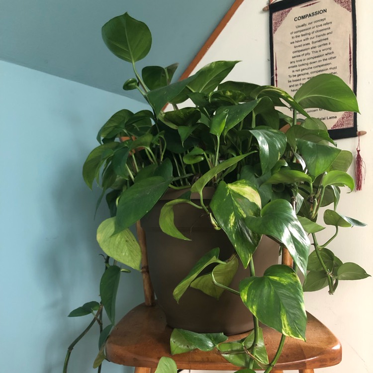 Plant image Epipremnum aureum 'Jessenia'