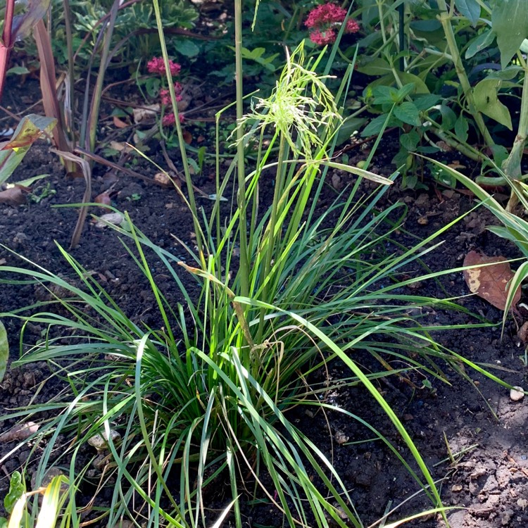 Plant image Deschampsia Goldtau