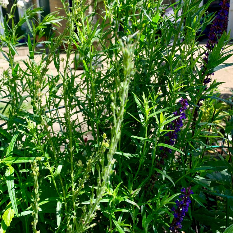 Plant image Veronica gentianoides 'Tissington White'