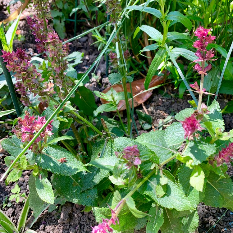 Plant image Salvia x sylvestris 'Rose Marvel' syn. Salvia nemorosa 'Rose Marvel'