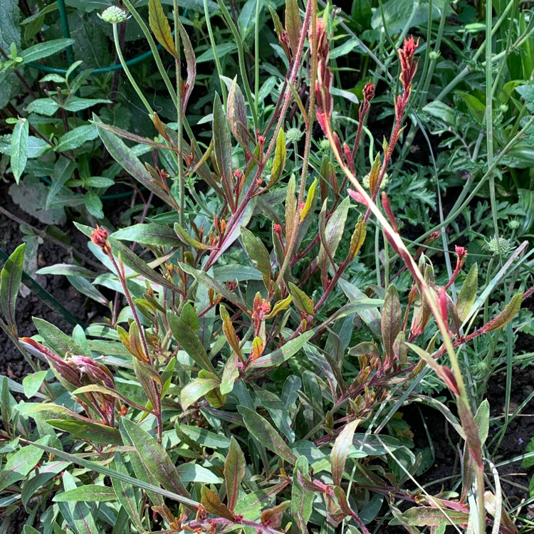 Plant image Oenothera lindheimeri 'Siskiyou Pink' syn. Gaura lindheimeri 'Siskiyou Pink'