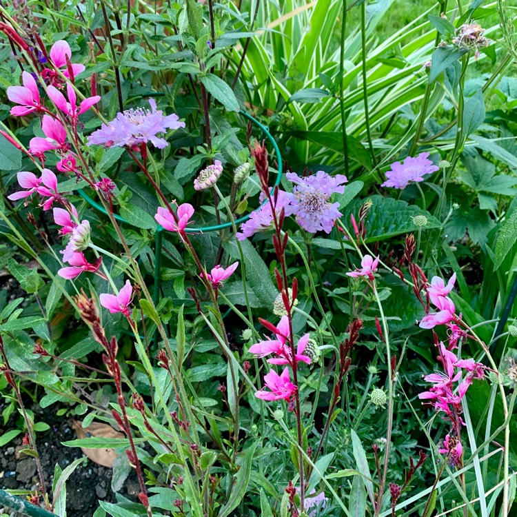 Plant image Oenothera lindheimeri 'Siskiyou Pink' syn. Gaura lindheimeri 'Siskiyou Pink'