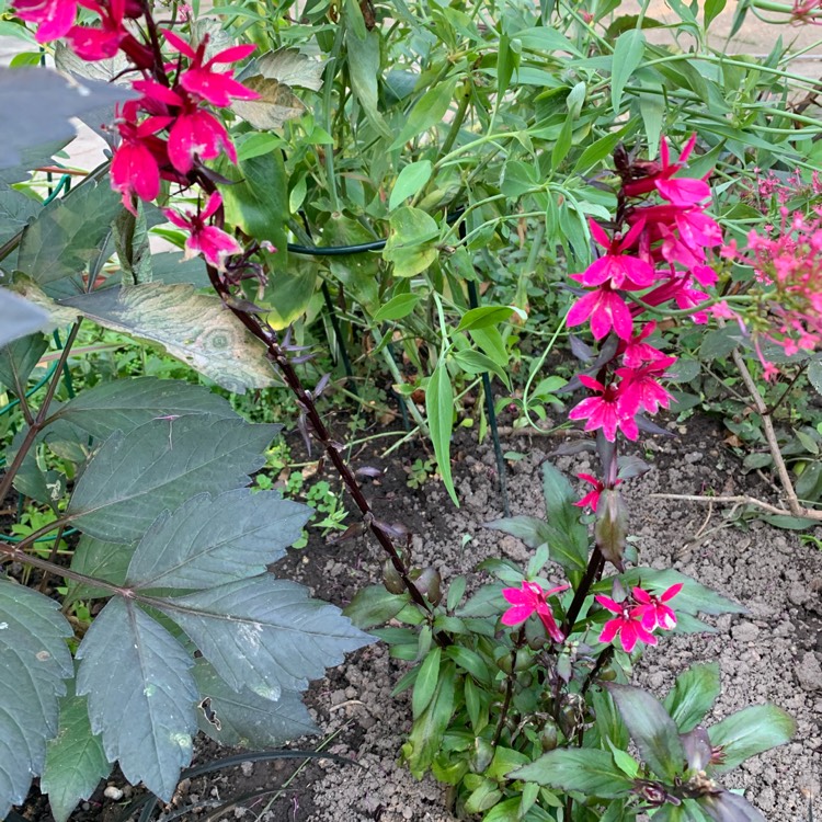 Plant image Lobelia x speciosa 'Fan Deep Rose'