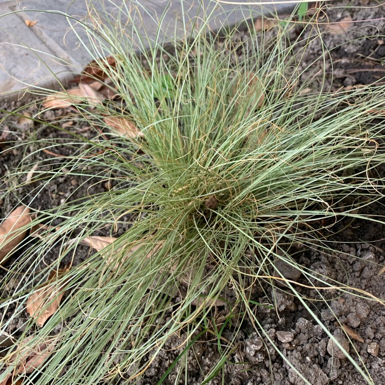 Plant image Carex comans 'Mint Curls'