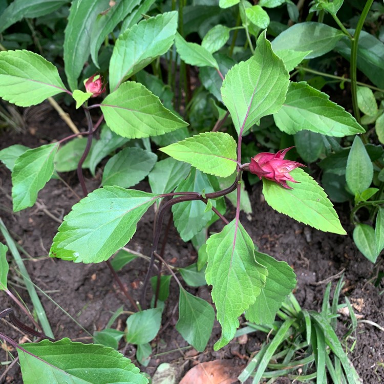 Plant image Salvia 'Wendy's Wish'