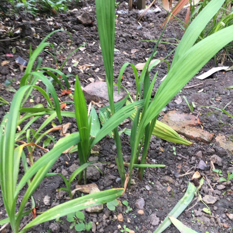plant image 693807