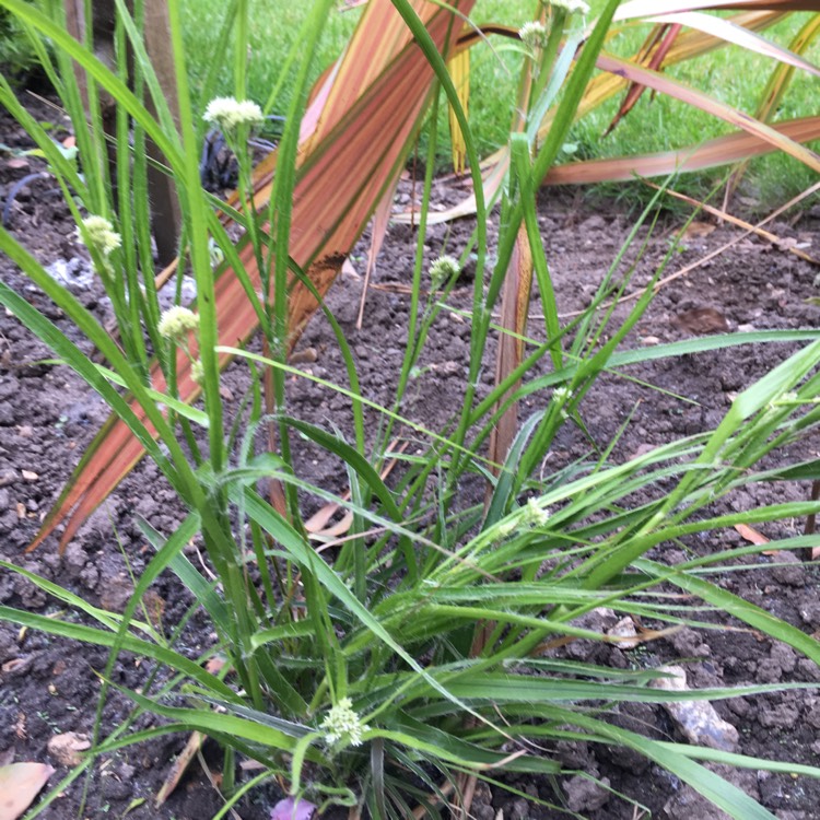 plant image 693832