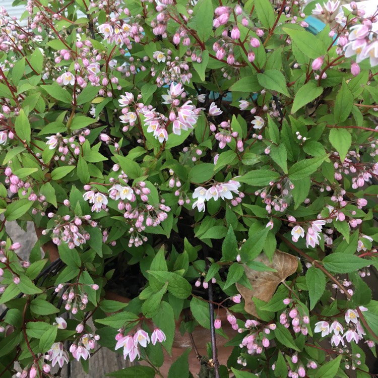 Plant image Deutzia gracilis 'Yuki Cherry Blossom'