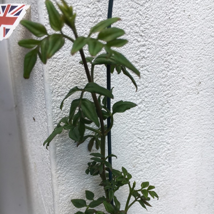 Plant image Jasminum officinale 'Variegatum'