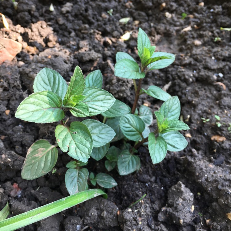 Plant image Mentha x piperita f. citrata 'Swiss Ricola'