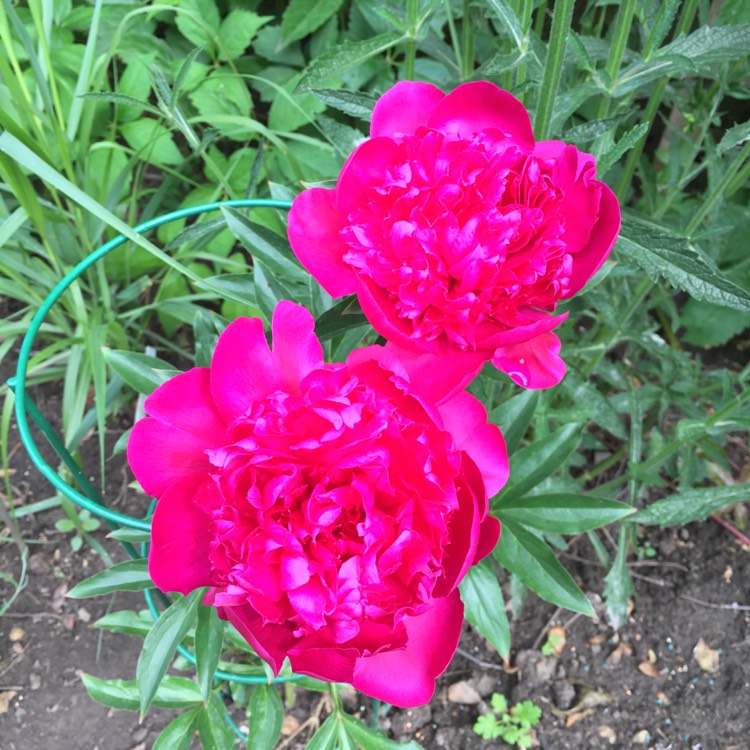 plant image 717623