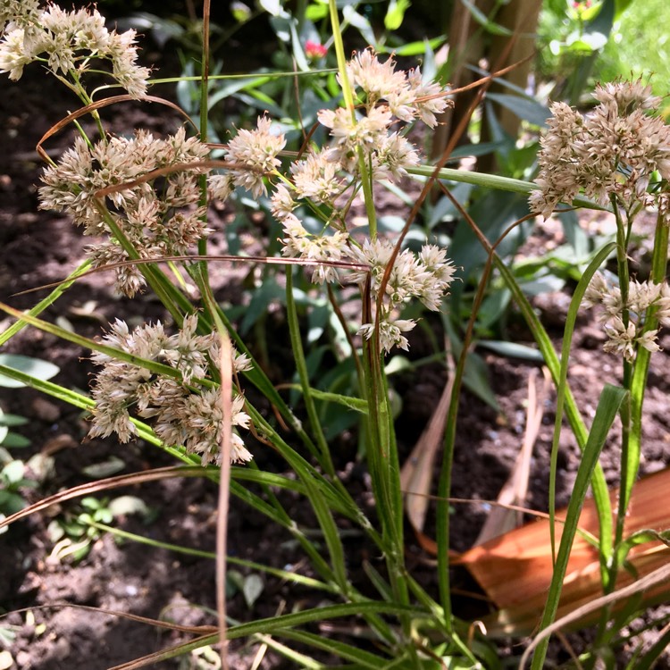 Plant image Luzula nivea