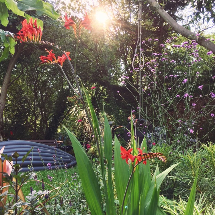 Plant image Crocosmia 'Lucifer's Children'