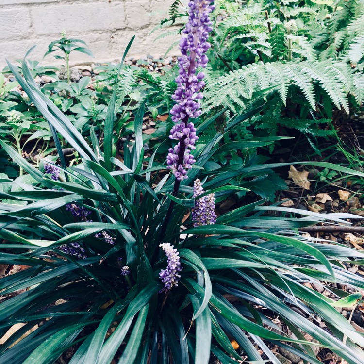 Plant image Liriope muscari 'Royal Purple'