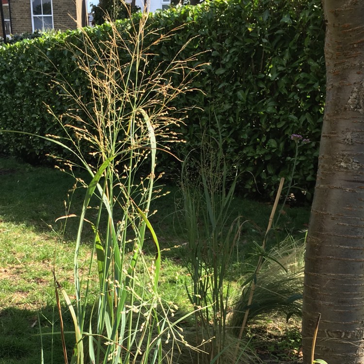Plant image Panicum Virgatum 'Prairie Sky'
