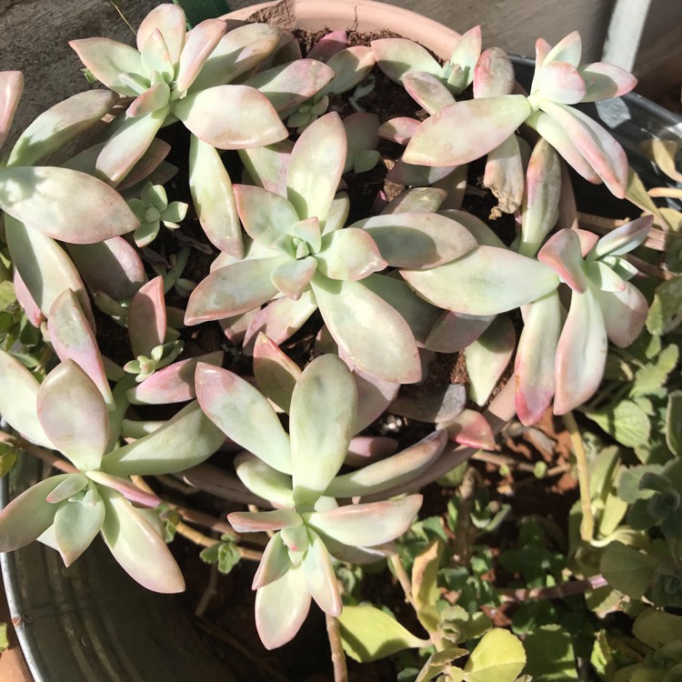 Plant image Graptopetalum Victor Kane