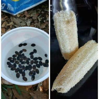 Luffa aegyptiaca