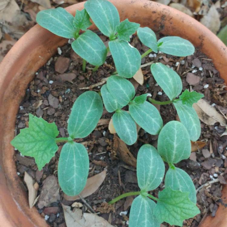 plant image 362179
