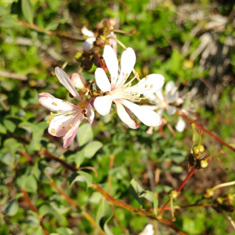 plant image 465868