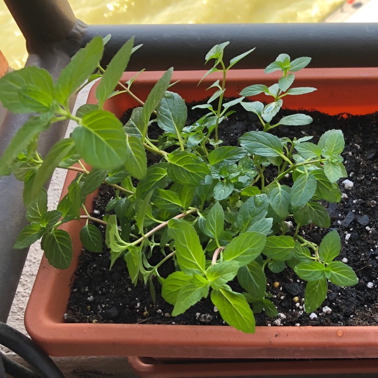 Plant image Mentha x piperita 'French Peppermint'